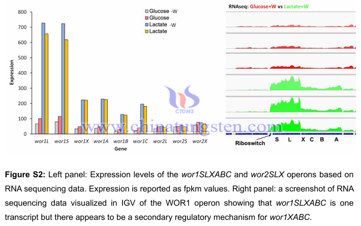 鎢：被忽略的人體健康微量營養(yǎng)素